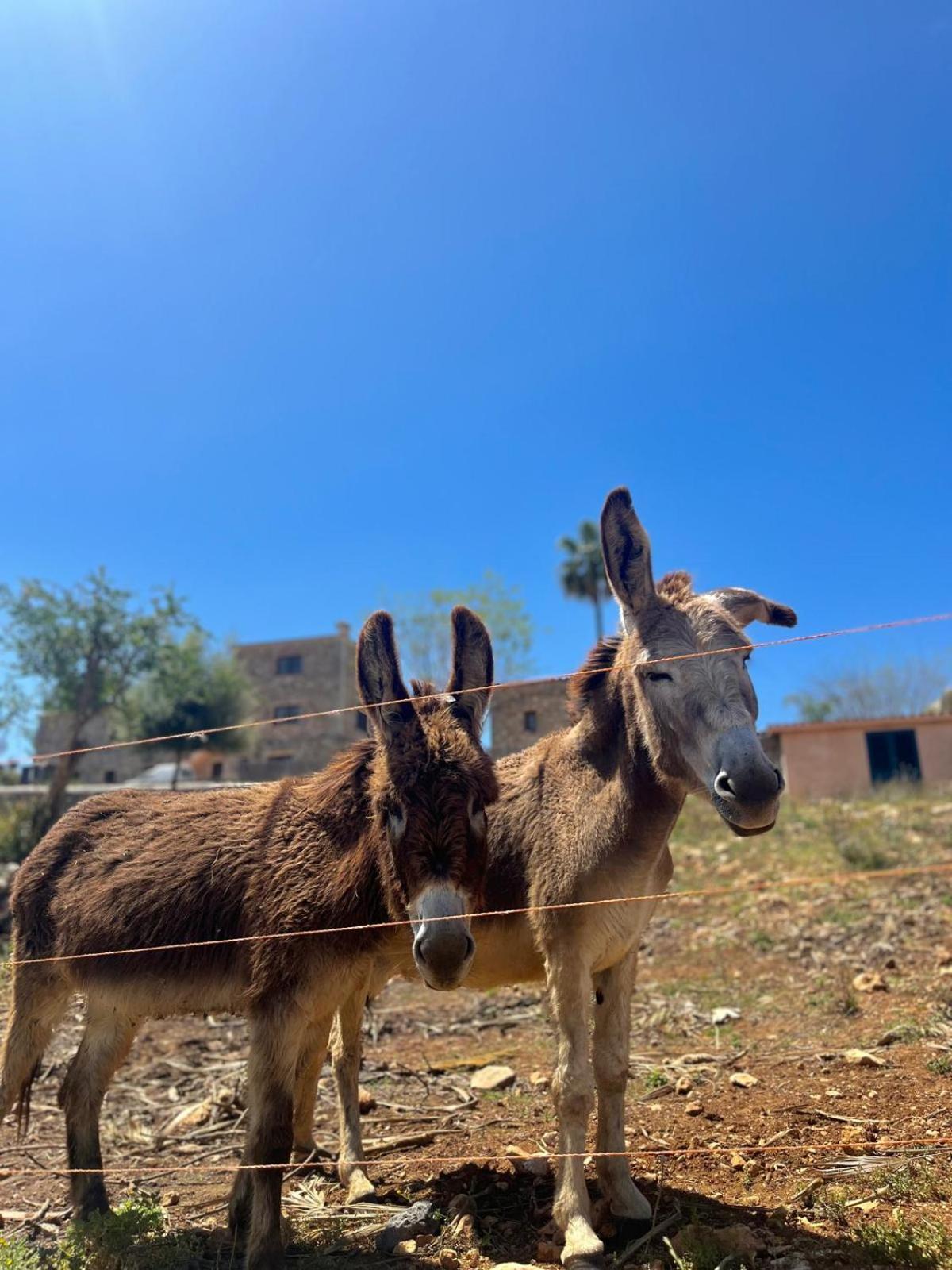 Ses Illes Vakantieboerderij *